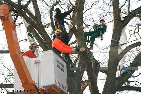 Baumbesetzung in Lüneburg